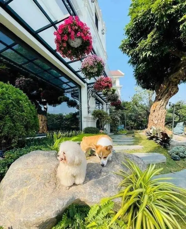 Bán gấp BT Hoa Sữa 07 - 06 hướng ĐB 412.5m2 xây dựng 724m2 view vườn hoa lớn sông miên man, 88tỷ
