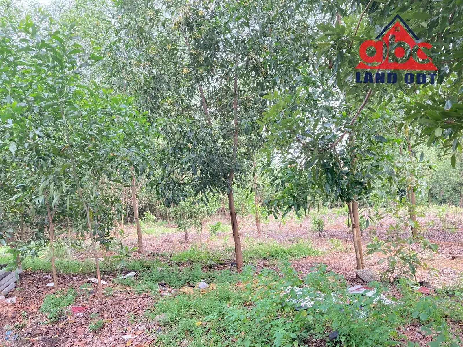 Bán gần 12000m2 đất giá 2 triệu/m2 tọa lạc ở chợ chiều Thanh Hóa, Hố Nai 3, Trảng Bom