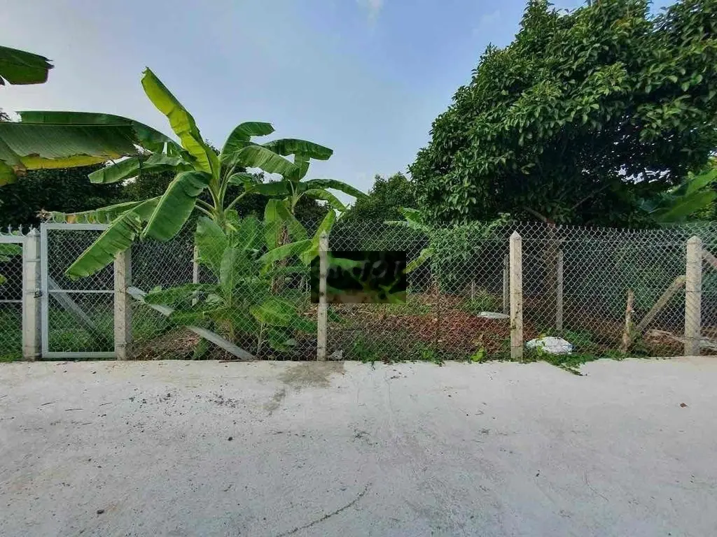Bán mảnh vườn 300m2 . Đang thu hoạch chanh