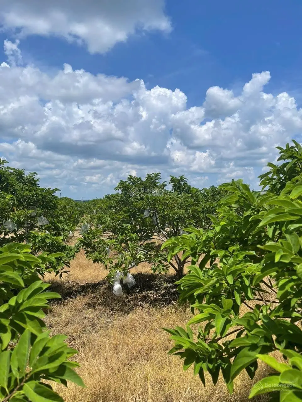 Kinh tế khó khăn tôi bán nhanh 2 mảnh vườn mãng cầu 515m2 ở trung tâm TP view Núi Bà, đường QH nhựa