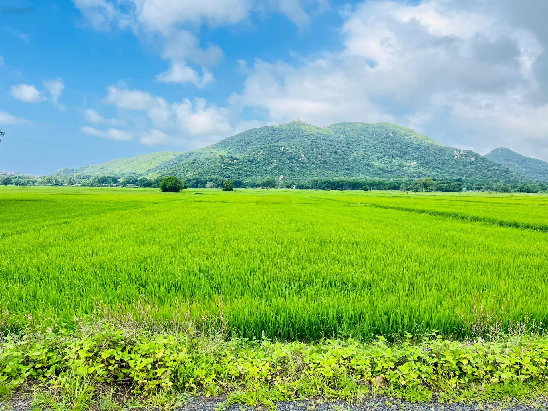 ĐẤT THỊ TRẤN PHƯỚC HẢI GẦN BIỂN GẦN NÚI - VIEW SIÊU ĐẸP ĐÂY Ạ