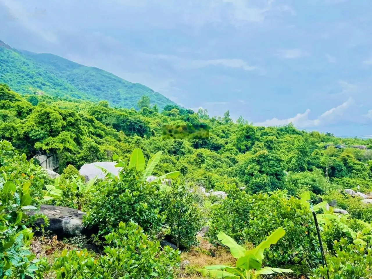 2ha (View biển VÂN PHONG ) - Có hang đá cực chill