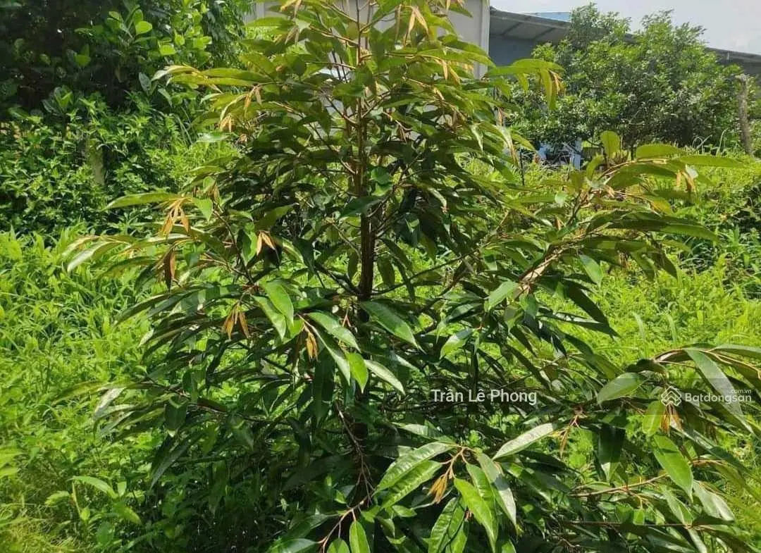 Kẹt tiền cần bán gấp 1852m2 vườn sầu riêng, chuẩn bị cho quả, ở T. T Tân Thạnh, giá 590tr