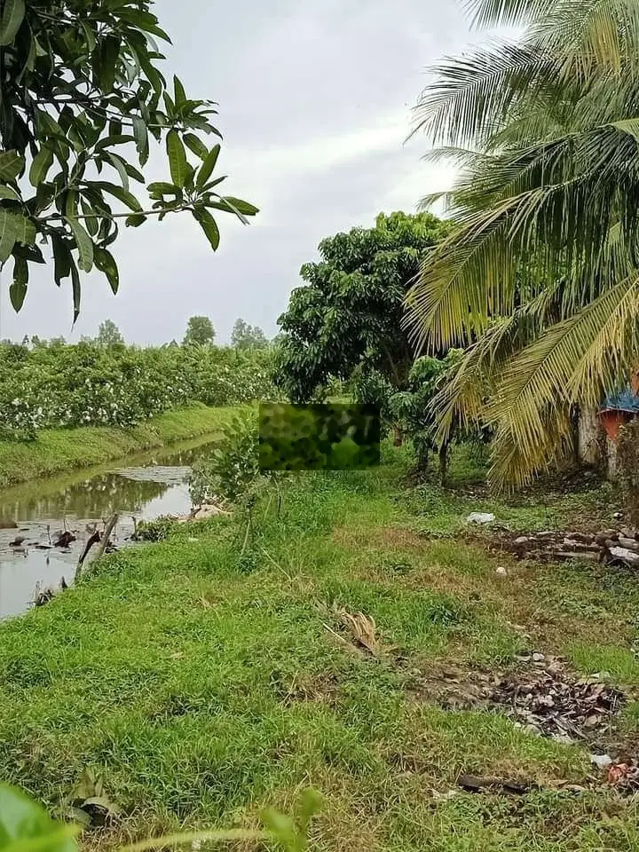 Dat thoi hoa omôn