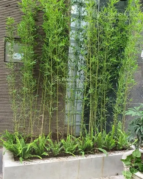 Bán Nhà 5x20m Mặt Tiền Hẻm 12m đường Lê Văn Lương, Tân kiểng,Q7,Nhà Mới, Vị Trí đẹp Giá rẻ 11.3ty