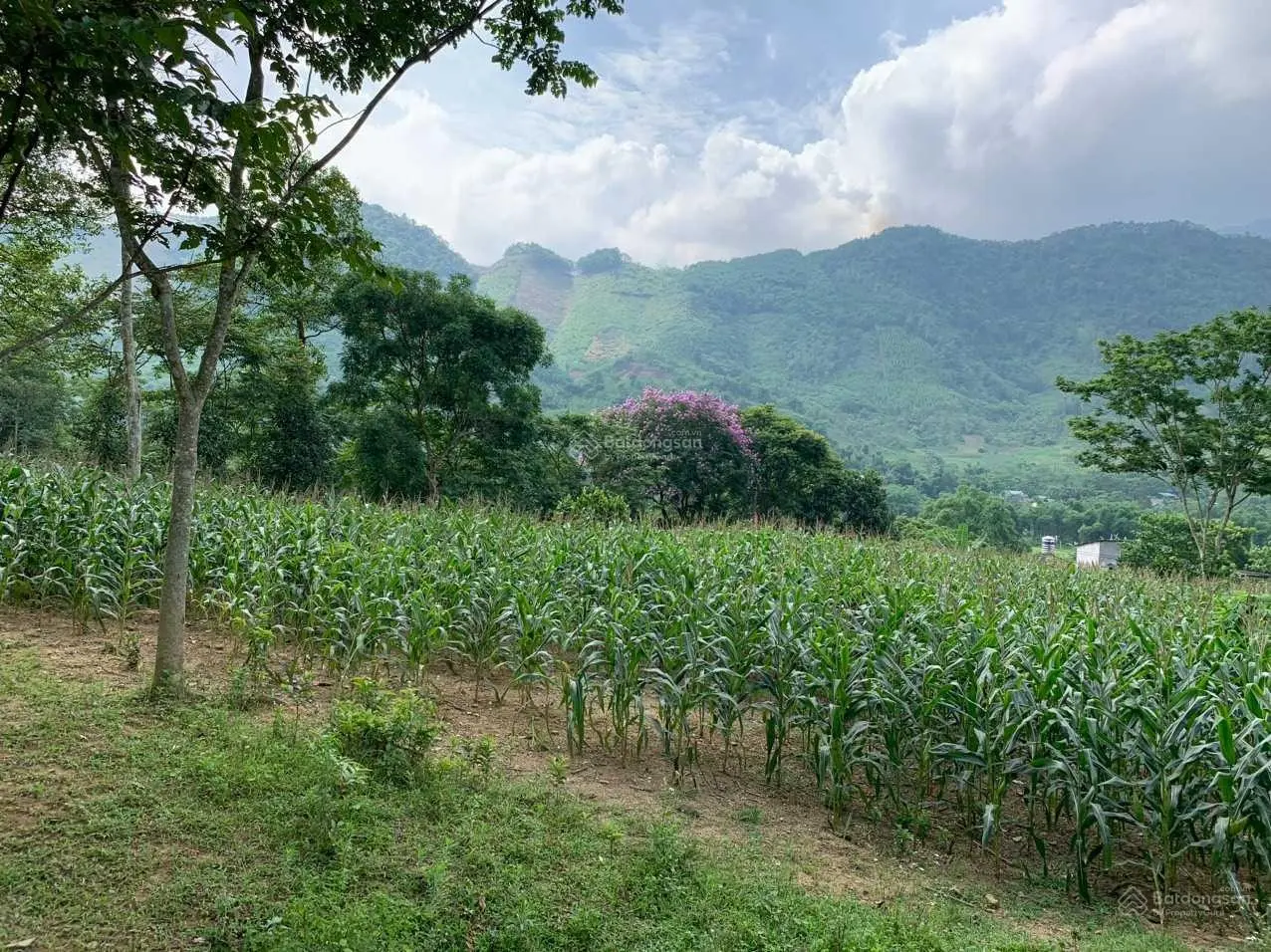Do khoong sử dụng đến gia đình em cần bán 4300m2 đất thị trấn Đà Bắc với giá rẻ