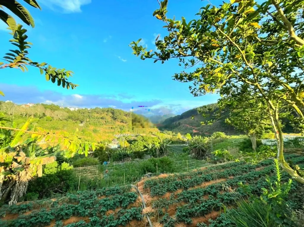 Bán gấp đất view đẹp đồi thông gần khu du lịch Hồ Tuyền Lâm Đà Lạt