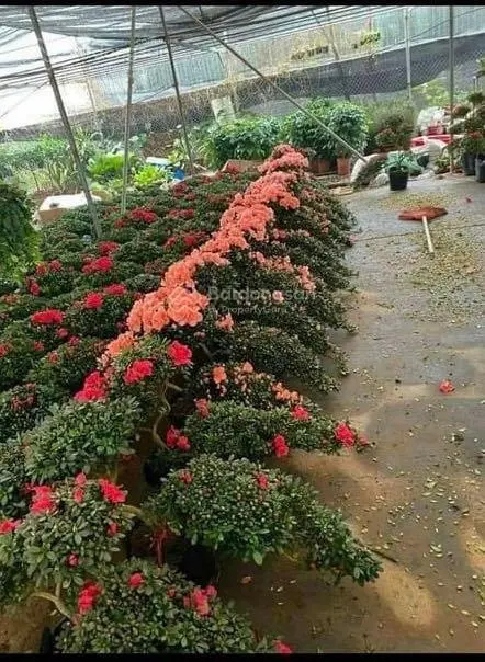 Bán đất Phụng Công Văn Giang ngõ ô tô dân cực giàu