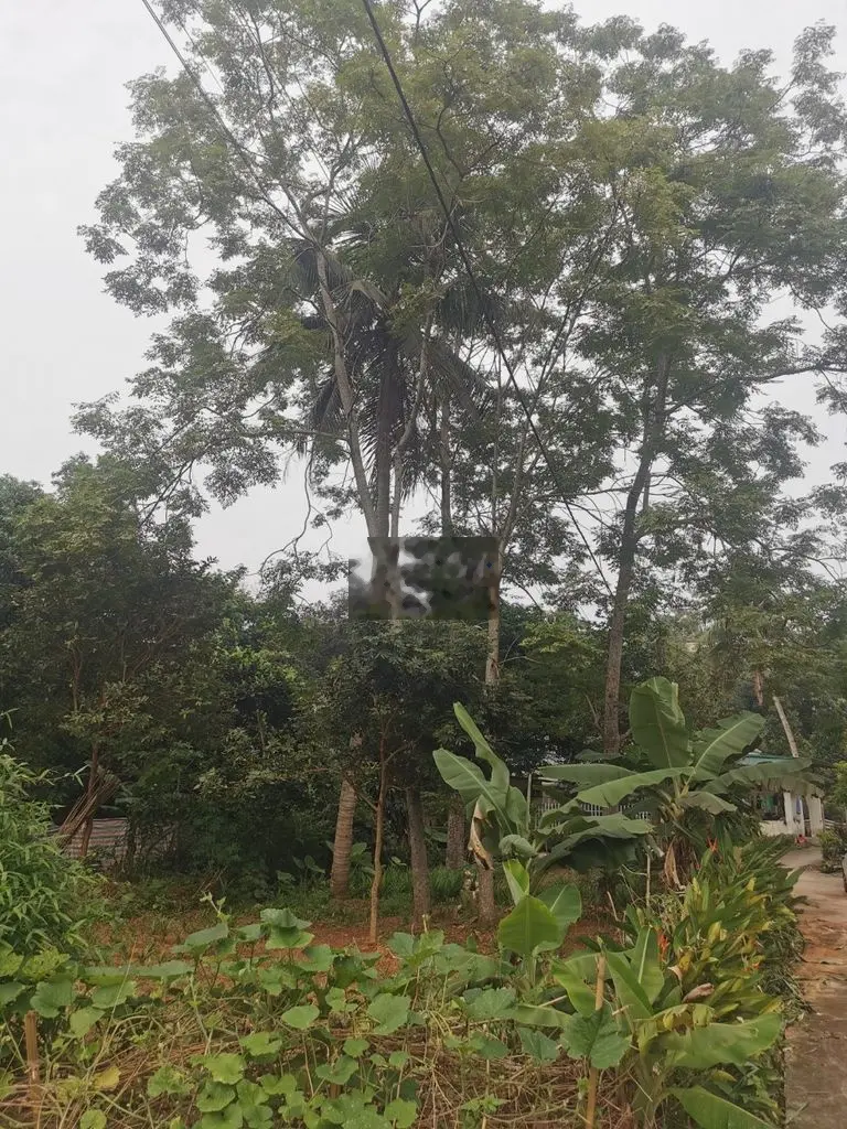 Bán đất tại Quang Trung, Tuyên Quang. Diện tích 315m2