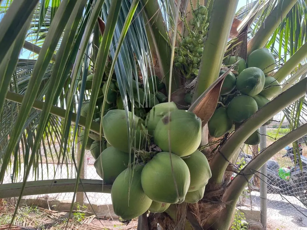 BÁN ĐẤT LONG MỸ ĐẤT ĐỎ BÀ RỊA VŨNG TÀU