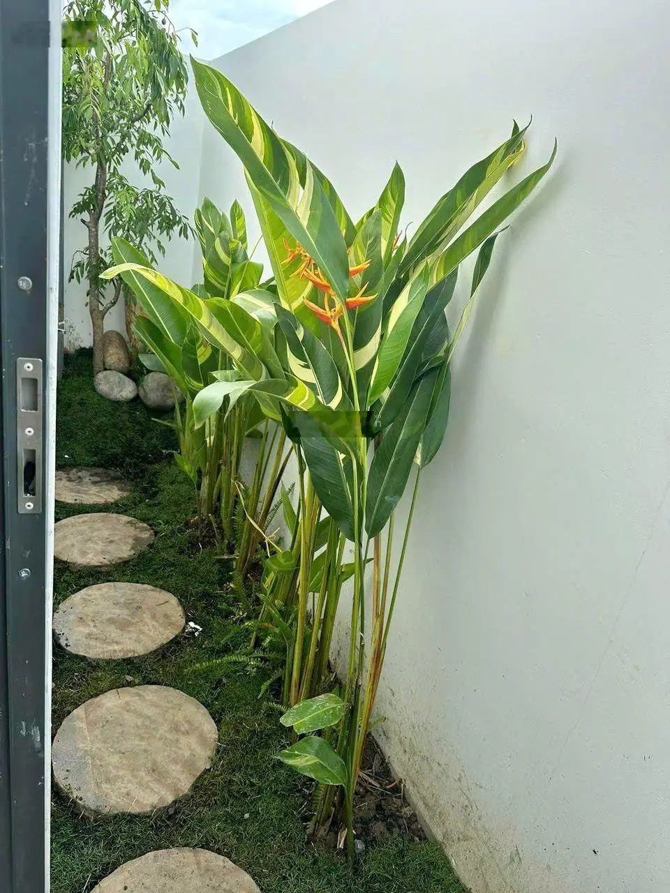 Bán Nhà Mặt Phố Đường 1, Phường 9, Cà Mau Giá Cực Tốt Chỉ 1,4 Tỷ