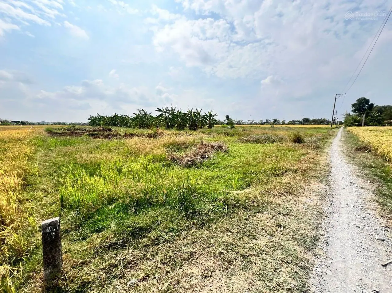 Tôi chính chủ cần bán 1000m2 đất lúa tại thị trấn Tân Trụ