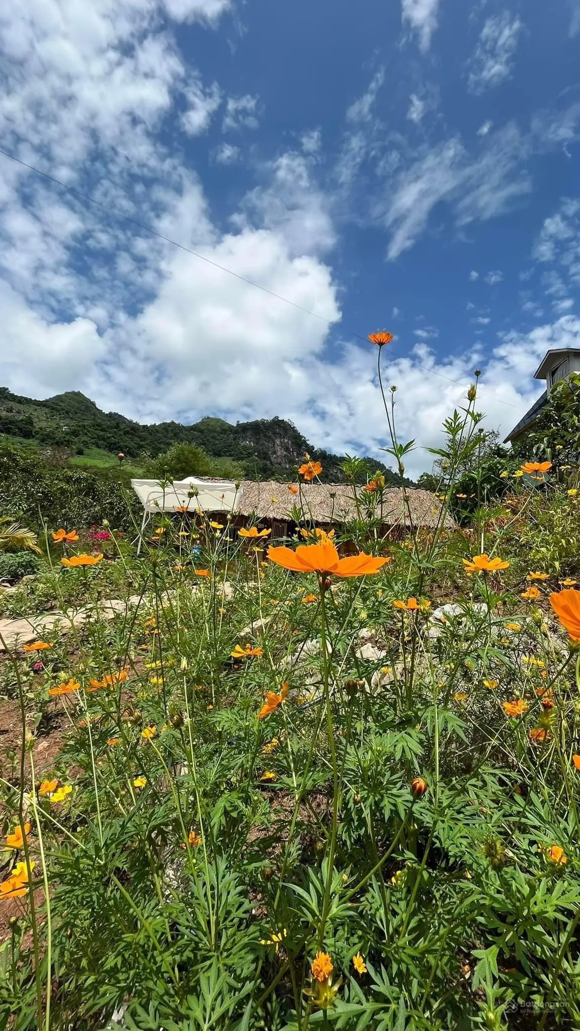 Bán Homestay xinh đẹp có 5 căn bungalow 2 nhà đất kiểu Mông đang kinh doanh hiệu quả
