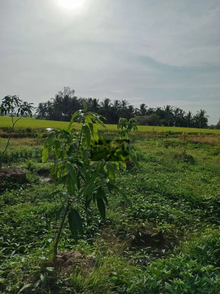 Bán đất gần sản nhi