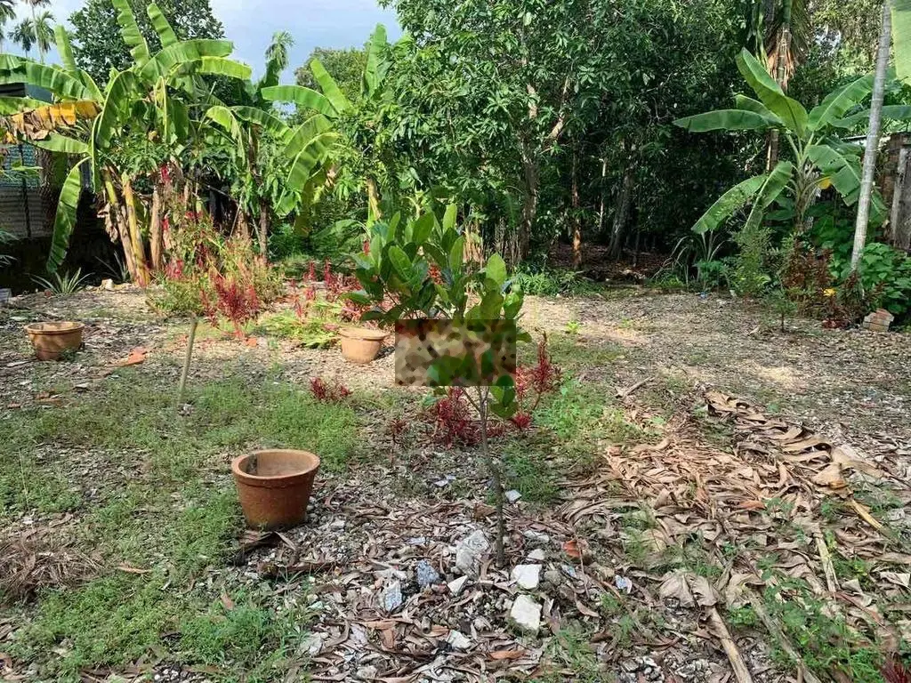 bán đất vườn Bình Nhâm 02/