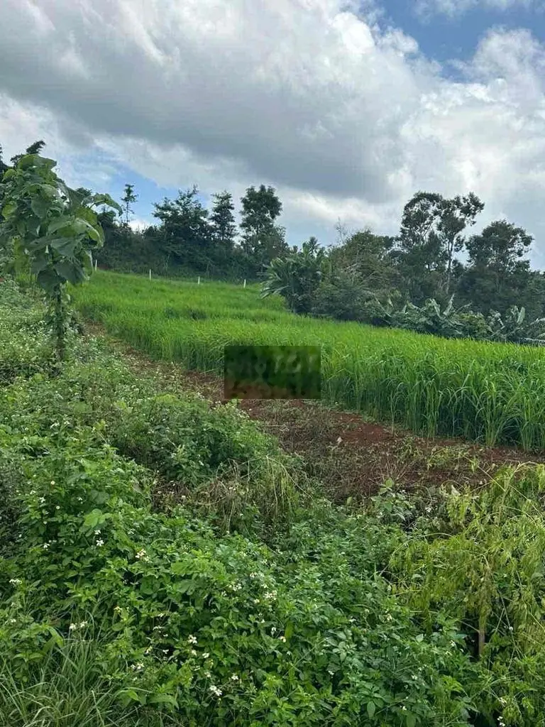 Đất bán gấp