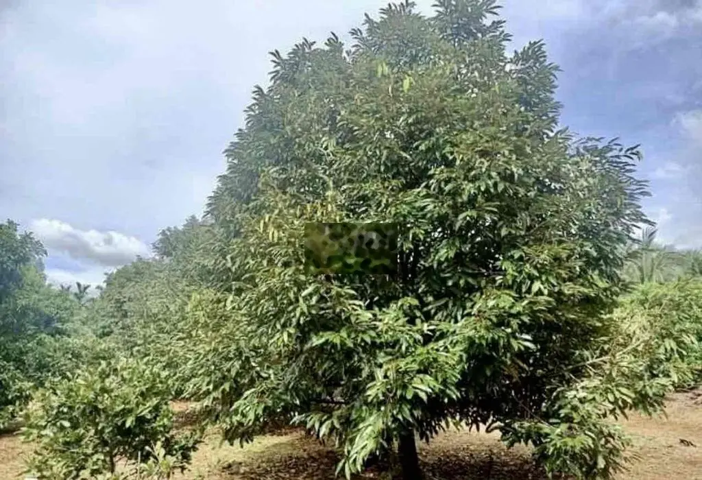 Bán 1ha2 sầu đẹp mặt tiền đường bê tông xã Cưmgar, Đak Lak
