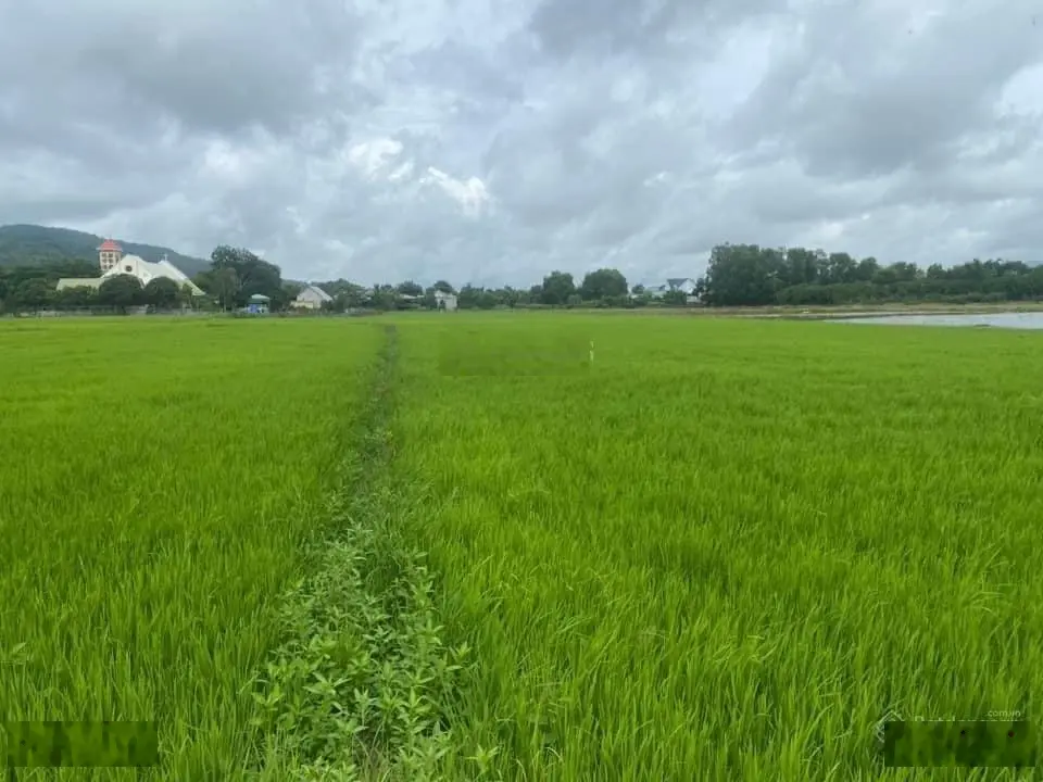 Tôi cần bán đất chuyên trồng lúa nước thị trấn Tri Tôn, huyện Tri Tôn, An Giang