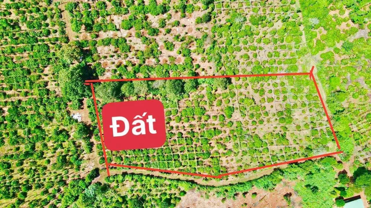 Bán 600m2 farm cà phê đang canh tác xã Ea Blang, cách TX Buôn Hồ 3km