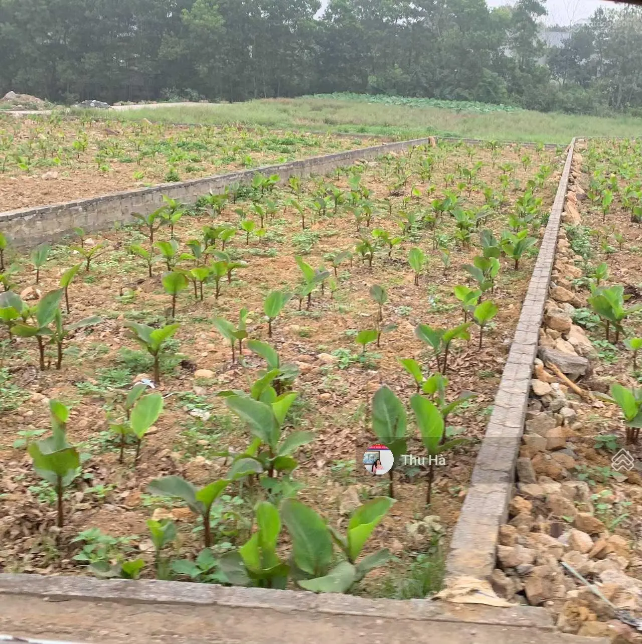 CC bán lô đất 208,5 m2. Đất Hoà Trúc - Hoà Thạch. Tuyến 2 đường DH 09