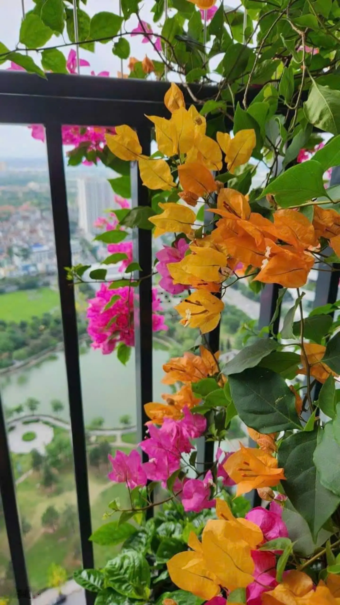 Chính chủ cần bán căn Penhouse ở No1 T1 Ngoại Giao Đoàn
