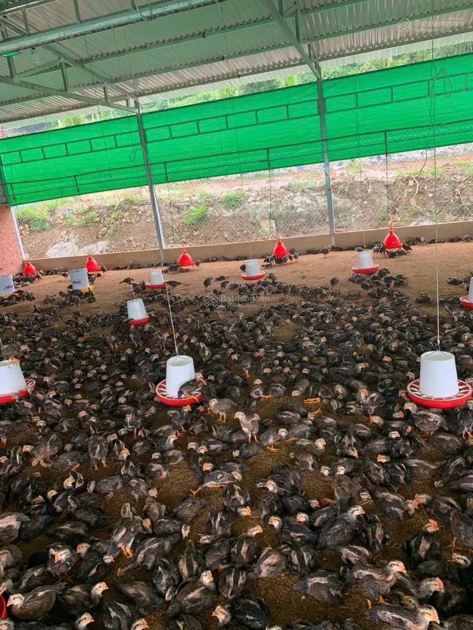 Chính chủ cần bán trang trại 7000m2 giá bán 4,5tỷ (mua lại được giữ HĐ thuê lại trại gần 300tr/năm)