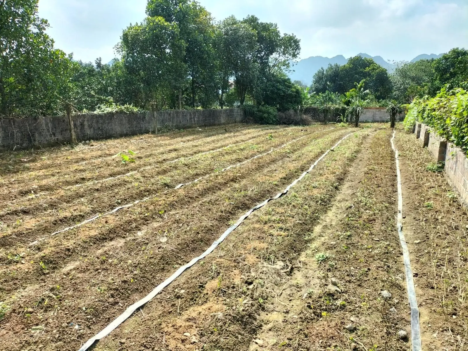 Chính chủ bán đất đẹp sổ hồng, Giá tốt, trung tâm thị trấn Ba Hàng Đồi, huyện Lạc Thủy, Hòa Bình