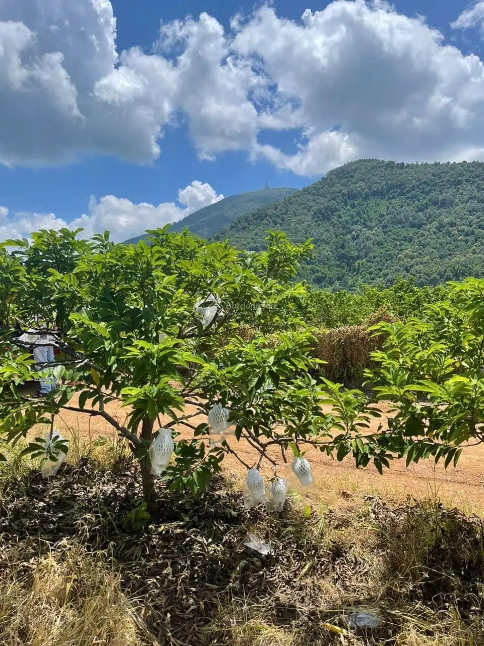Kinh tế khó khăn tôi bán nhanh 2 mảnh vườn mãng cầu 515m2 ở trung tâm TP view Núi Bà, đường QH nhựa