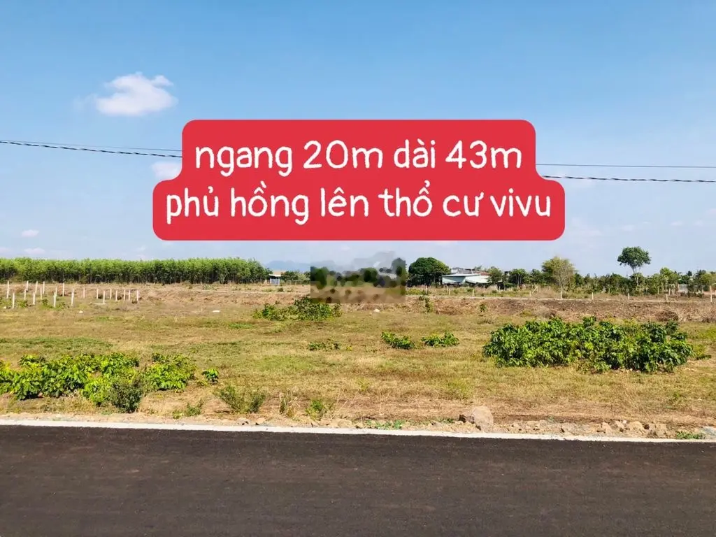 BÁN 1000M2 20X43M FULL HỒNG ĐƯỜNG NHỰA LỚN TL52 VÔ XÃ PHƯỚC LONG THỌ