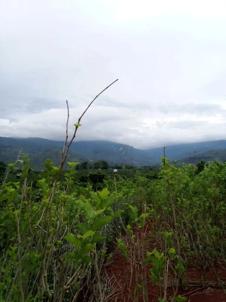BÁN GẤP LÔ ĐẤT TẠI Đồng Lạc, Thị trấn Di Linh, Huyện Di Linh,Lâm Đồng