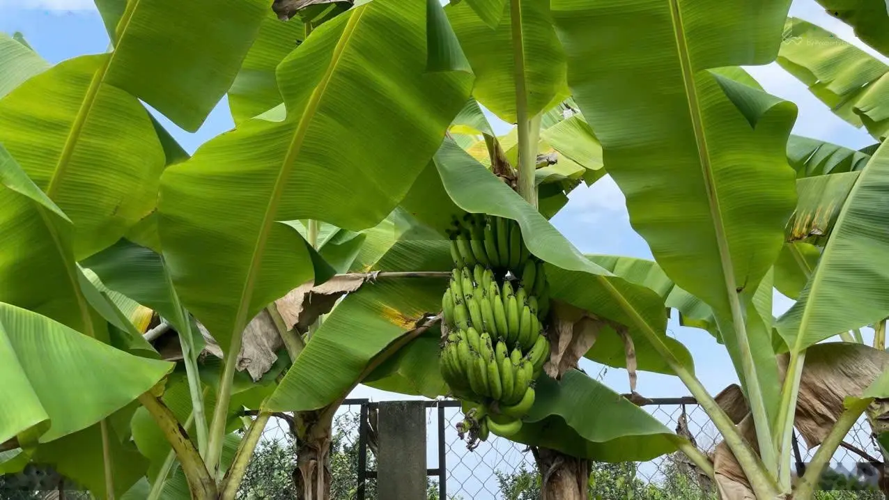 Nhà vườn ven sông Đồng Nai vô là mê!
