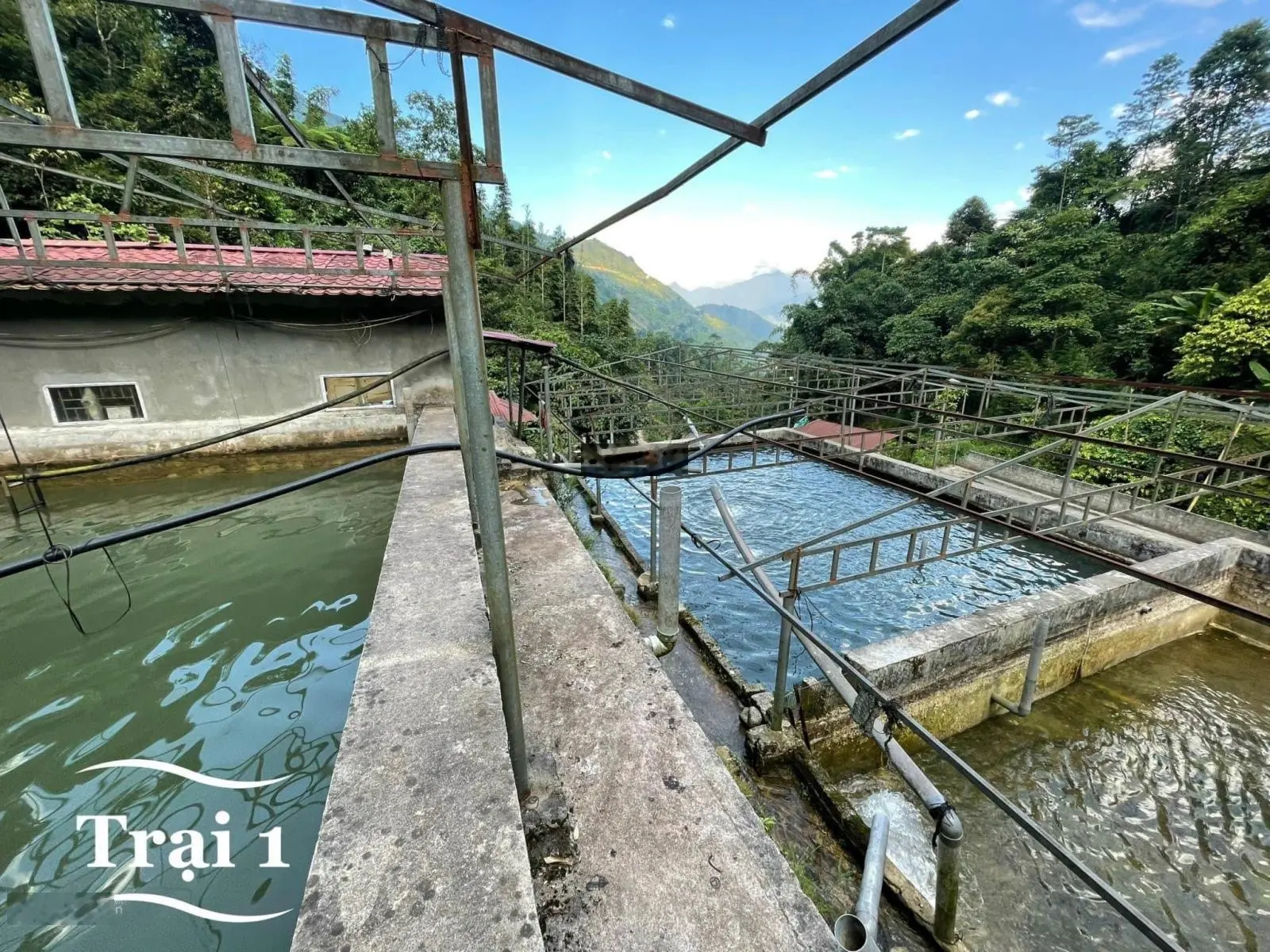 Bán hai trang trại nuôi cá hồi cá tầm tại Sapa