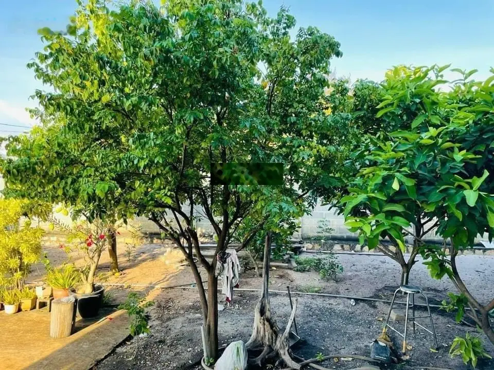 Bán căn nhà vườn Phước Hội - cách biển Phước Hải 1.5km mát mẻ nghỉ dưỡng