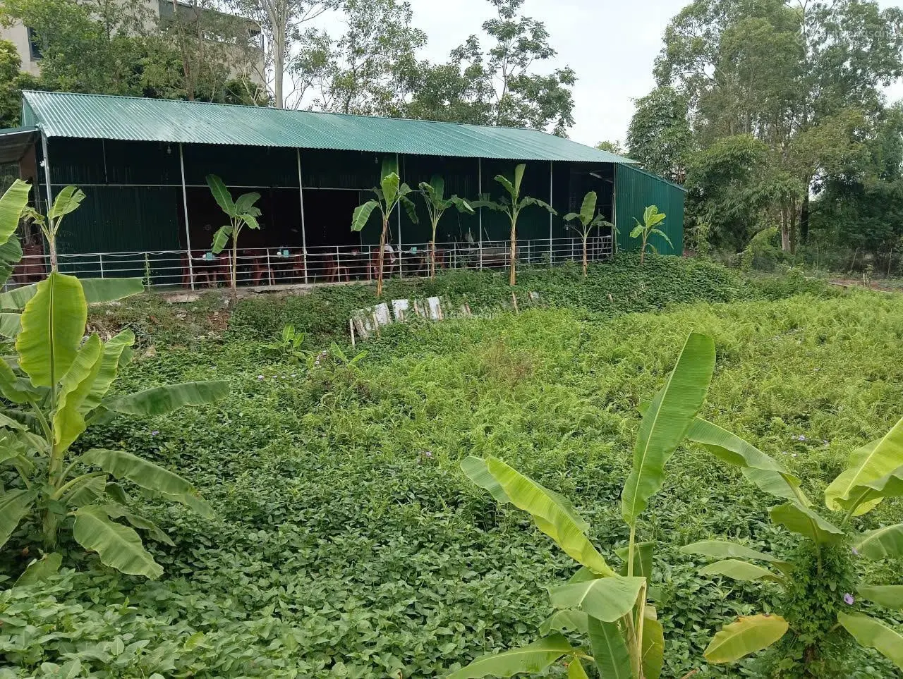 Bán đất sản xuất công nghiệp xã Thanh Lâm - huyện Mê Linh, giáp ngay mặt đường Quốc lộ 23B