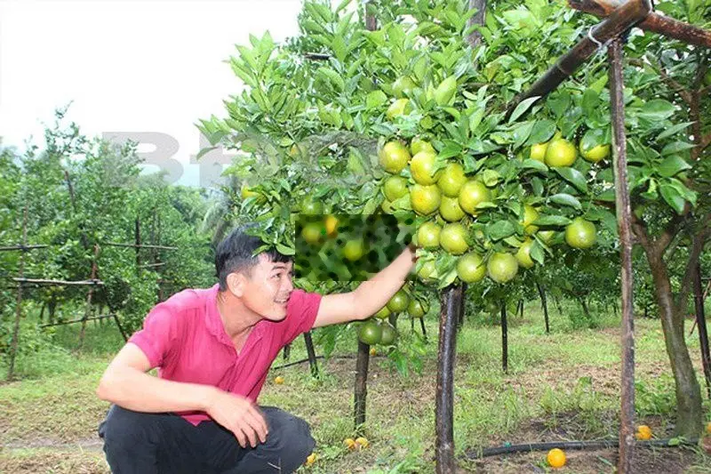 Bán đất rẫy 35.000m(3,5ha) trồng xoài có suối, Cách Biển9km, Giá 1tỷ9