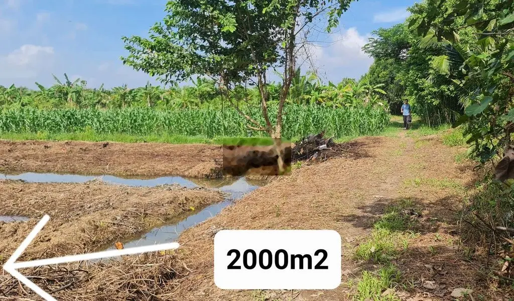 Đất công cách chợ Thành Phước 1.5km cách trung tâm TX Bình Minh 800m