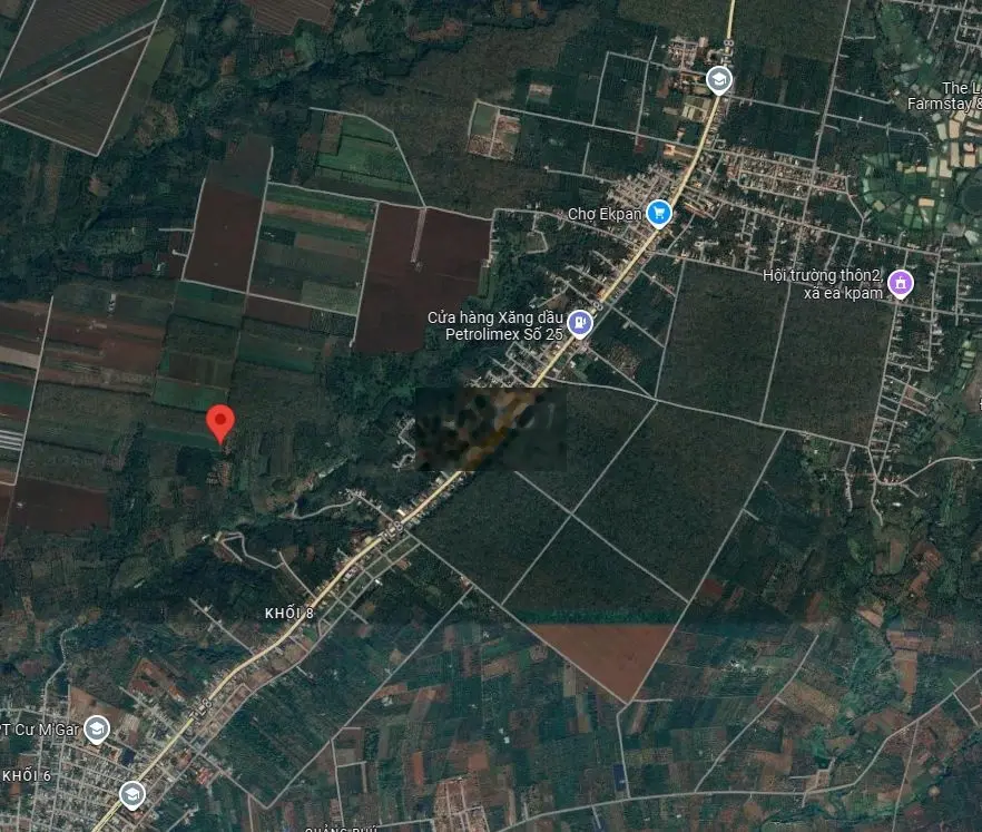 ✴️2 Héc đang trồng sầu ngay chợ Ekpan đi vô 2km