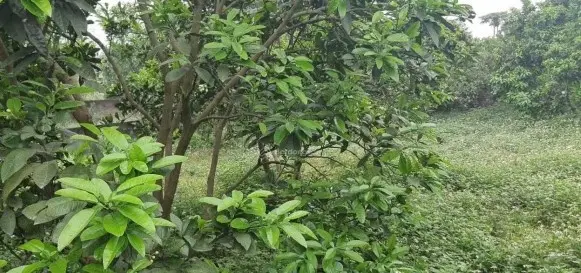 Đất đẹp làn 2 đường DH09 Hòa Trúc, Hòa Thạch, Quốc Oai, Hà Nội