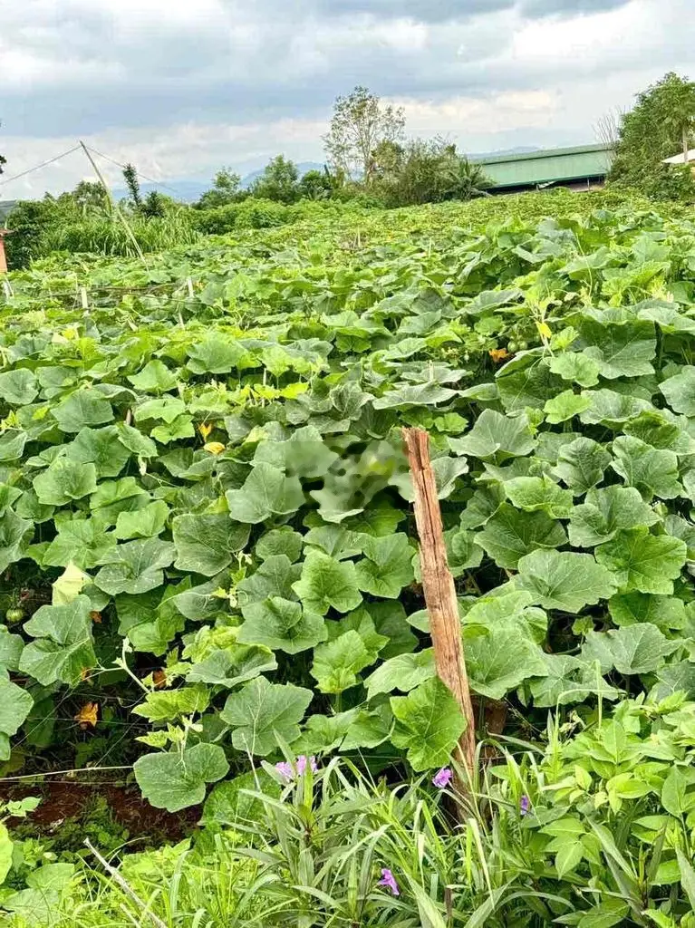 Bán hơn 2.000m đất gần Sân Bay Quốc Tế Liên Khương-Đức Trọng-Lâm Đồng