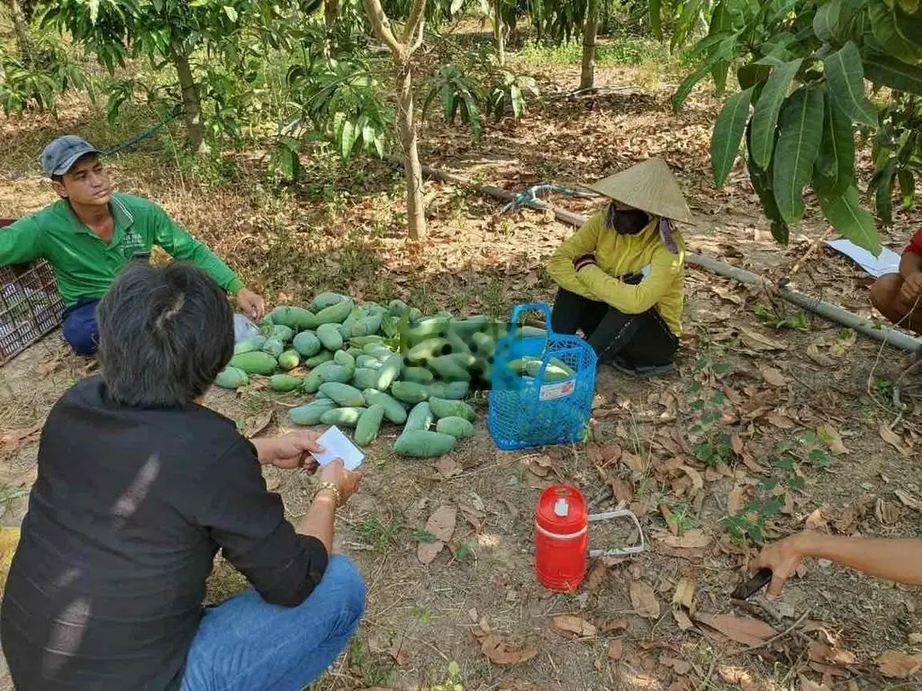 chính chủ cần bán vườn soài 1000m2 Suối Nho Định Quán Đồng Nai.