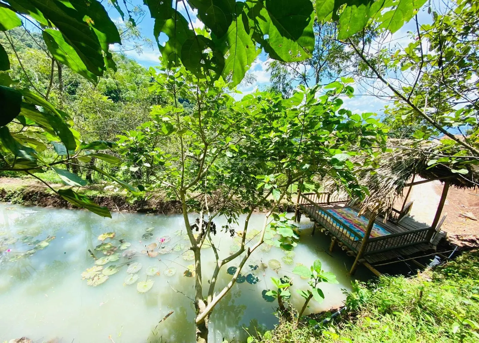 Bán homestay Camelia Cao Phong, Hòa Bình DT 2.5ha, 2.5 tỷ. 0986 649 ***