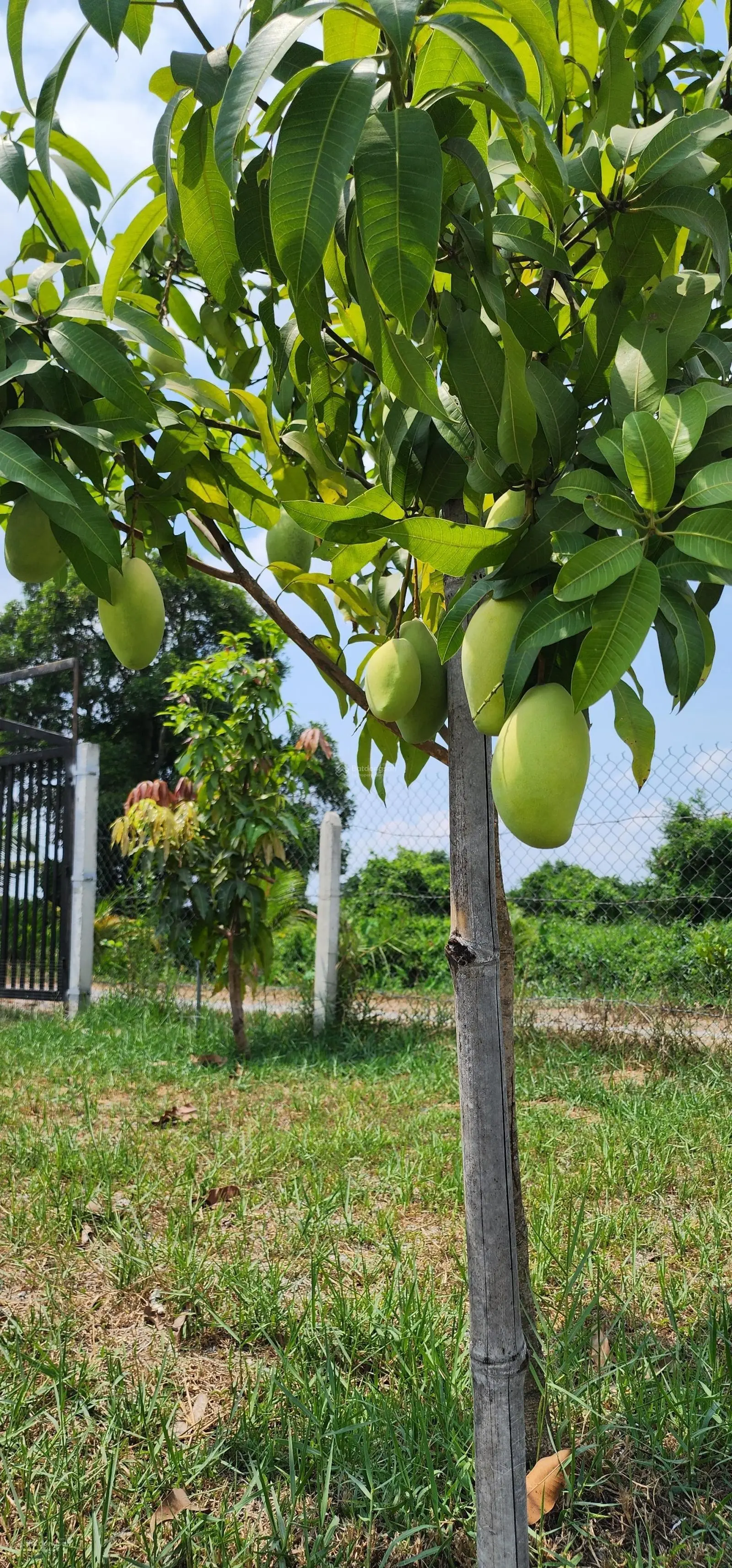 Cần bán vườn cây ăn trái tại phường An Điền