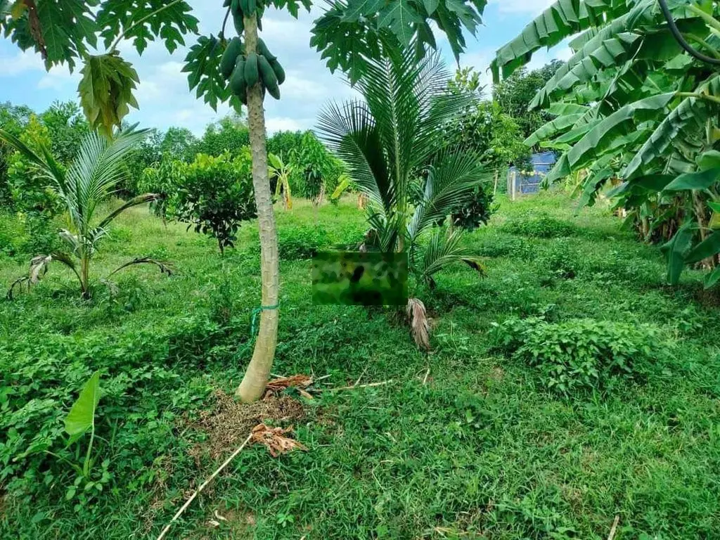 💥💥💥Chính chủ cần bán trồng cây hoà phú