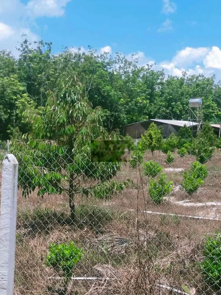 SIÊU PHẨM VƯỜN MẶT TIỀN NHỰA ANH CHỊ ƠI