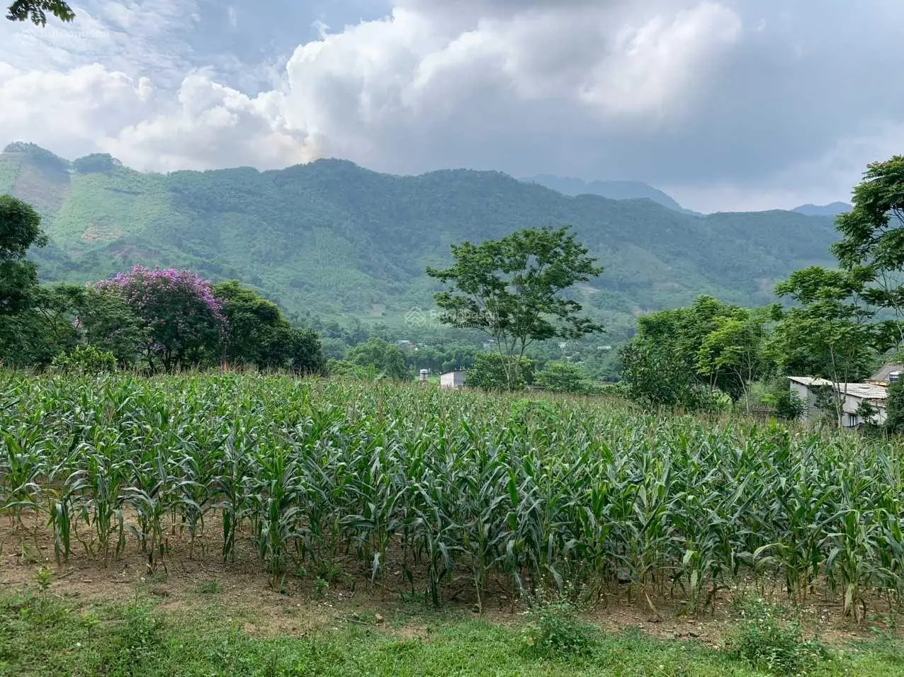 Do khoong sử dụng đến gia đình em cần bán 4300m2 đất thị trấn Đà Bắc với giá rẻ