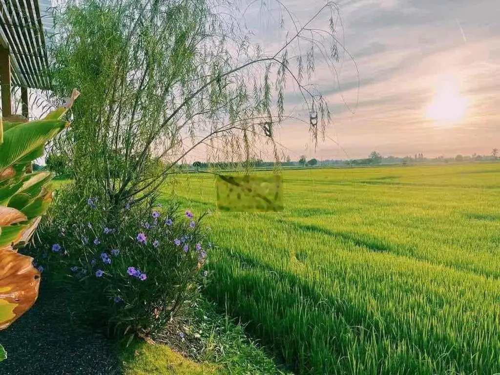 150m2 ĐẤT PHONG NAM HÒA CHÂU NỞ HẬU 7m VIEW ĐỒNG MÁT MẺ