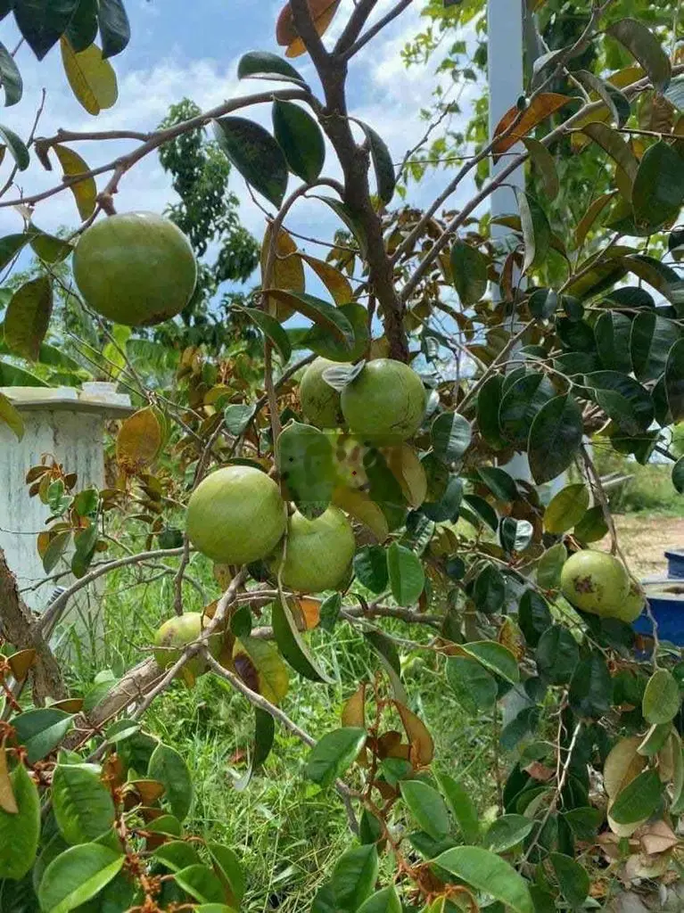 thua cá độ đá banh, chủ cần tiền nên bán mảnh vườn bưởi với sầu riêng