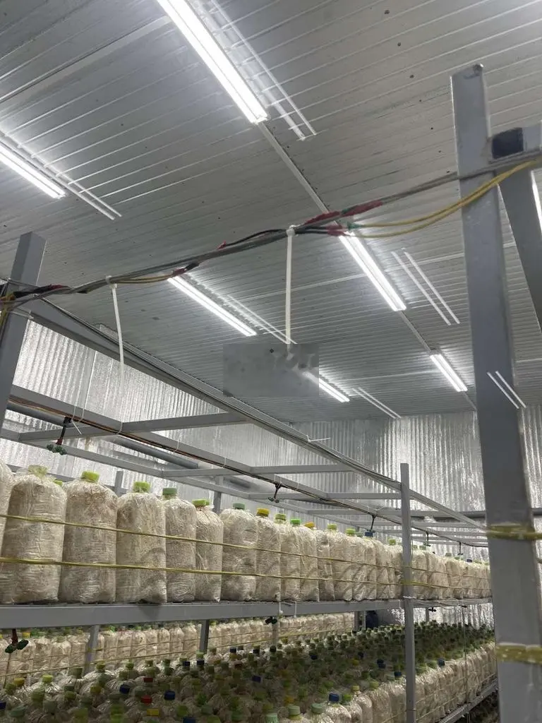 Bán trang trại nấm công nghệ tại Củ Chi với diện tích 2347m2, giá 13,67 tỷ