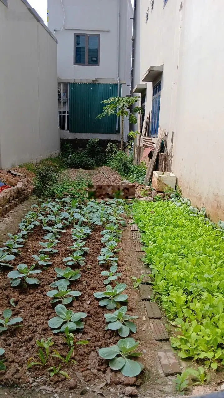 Bán đất 65,5m², mặt tiền 5m tại Đại Mạch, Đông Anh - 3,49 tỷ, ô tô nhỏ vào