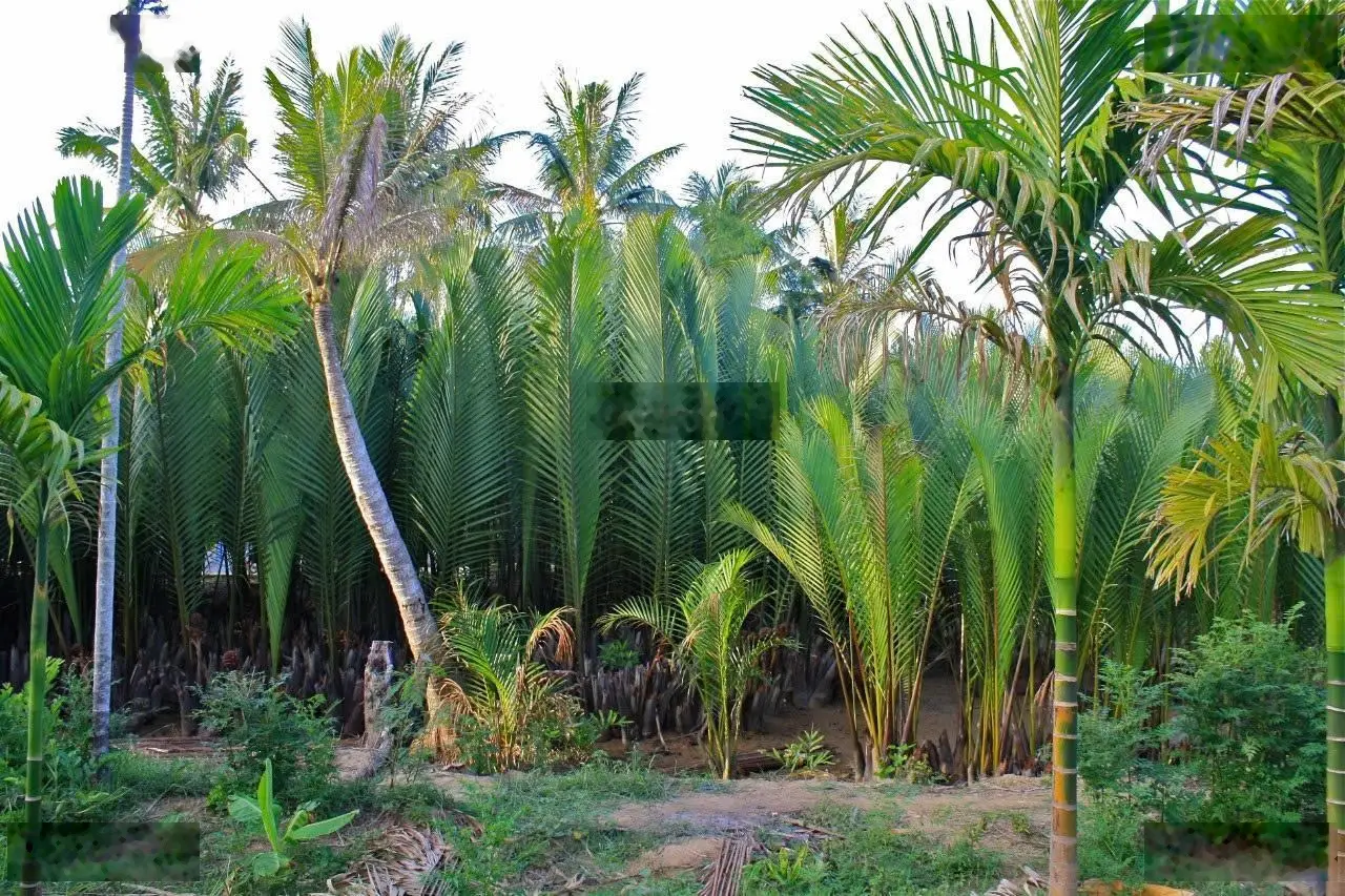 Bán đất kinh doanh du lịch view sông và dừa - cẩm thanh, hội an - giá tốt hơn thị trường